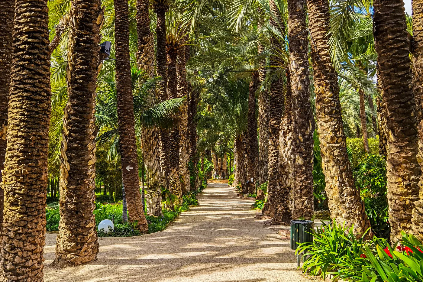 Un camino de arena entre palmeras altísimas en el Palmeral de Elche